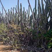 Cacti, Shete Boka National Park